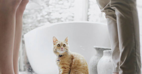 JulioSanchezAbogados_Divorcio_Mascotas