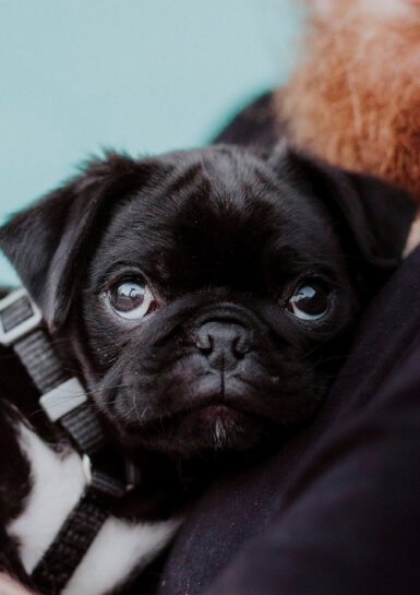 JulioSanchezAbogados_Animales_Seres_Vivos_Dotados_Sensibilidad